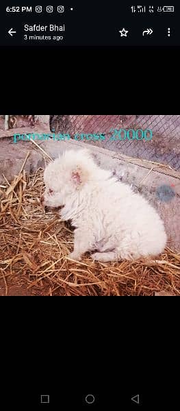 Russian female age 2saal pomerian cross puppia age 2-15 din 14