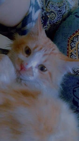 persian cat food chicken and milk age 8 month rupes 5000 1
