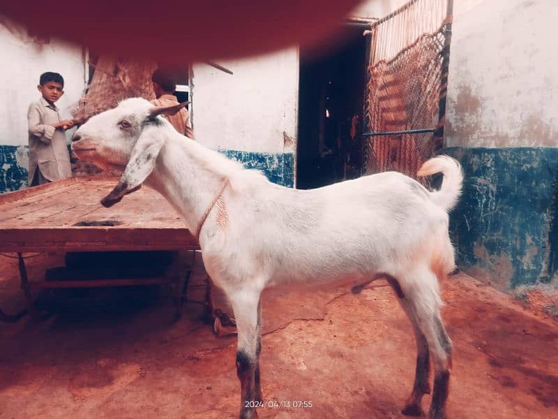 smart and beautiful male goats available and price is negotiable 2