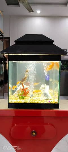 Fancy Fish Tank