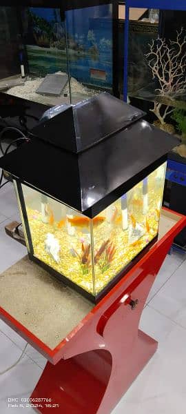 Fancy Fish Tank 1