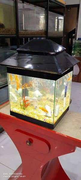 Fancy Fish Tank 3