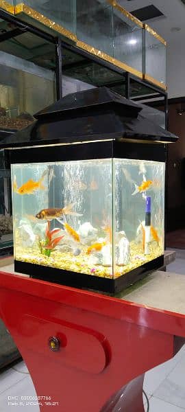 Fancy Fish Tank 4