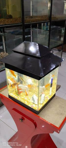 Fancy Fish Tank 5
