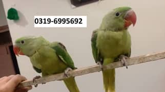 Raw 2 Baby Parrots - 3 months age -Friendly & can be Easily hand tamed