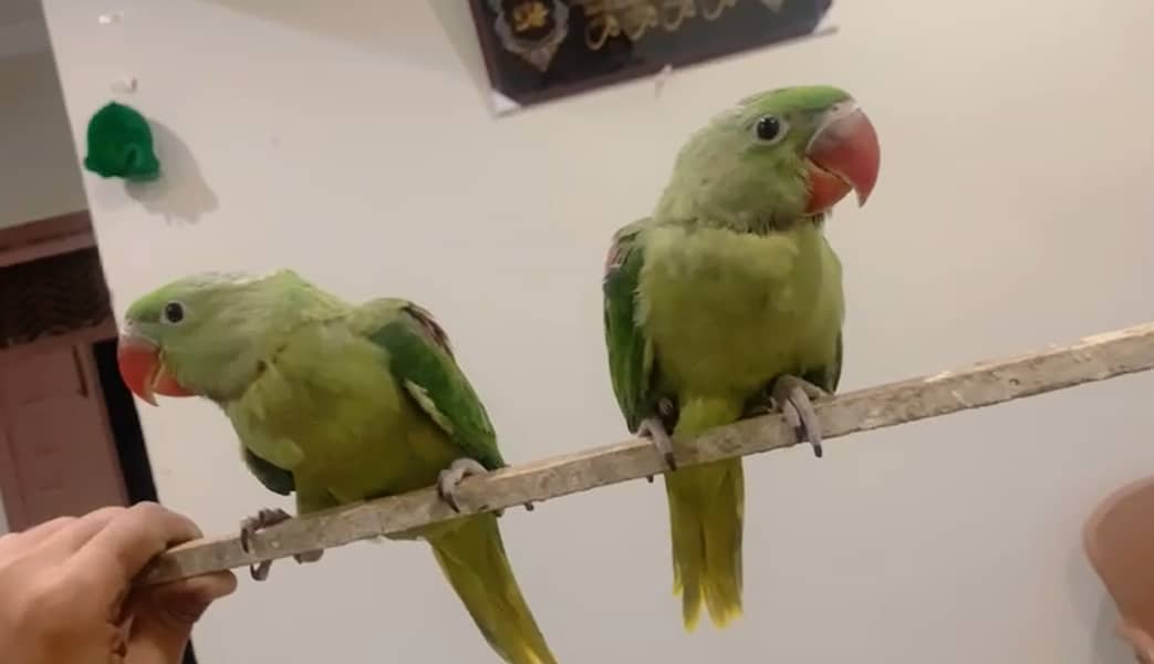 Raw 2 Baby Parrots - 3 months age -Friendly & can be Easily hand tamed 1