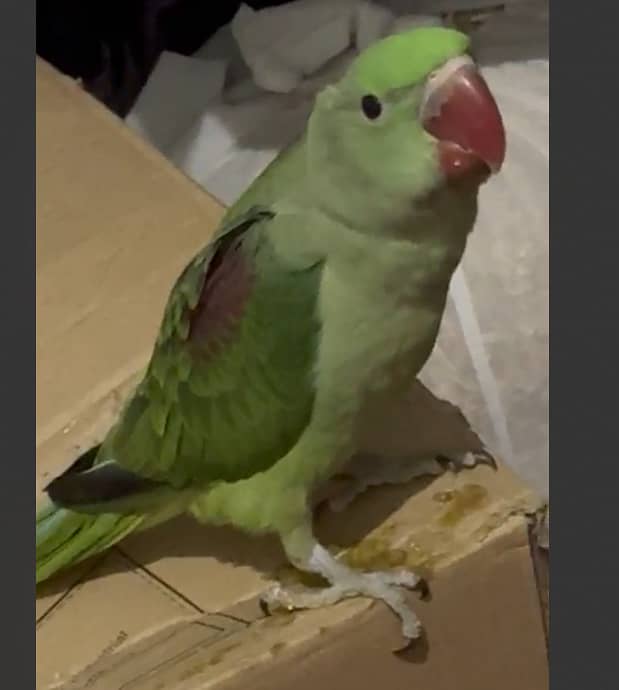 Raw 2 Baby Parrots - 3 months age -Friendly & can be Easily hand tamed 3