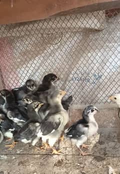 Auslop chicks & white Kammra red eye & bangles Finch breed 2 pairs.