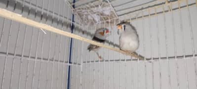 finches pair available for sale zebra finches