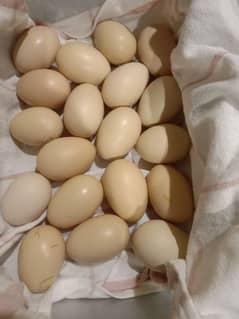 shamoo eggs for sale