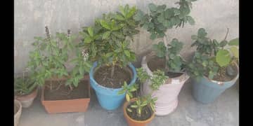 plants for outdoor