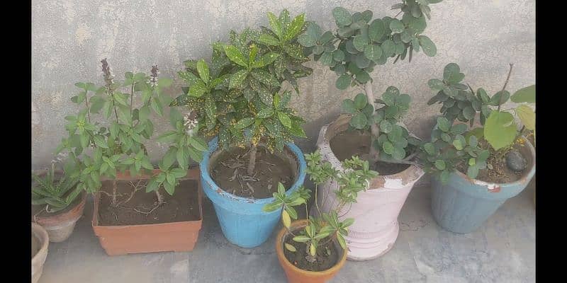 plants for outdoor 0