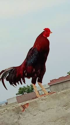 cock for sale