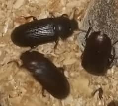 Strong and healthy beetle for sale 0