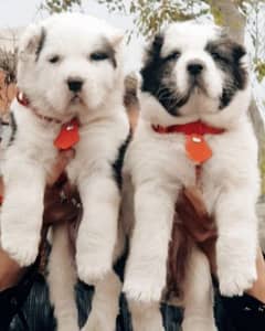 king alabai pair security dog 2month for sale 0