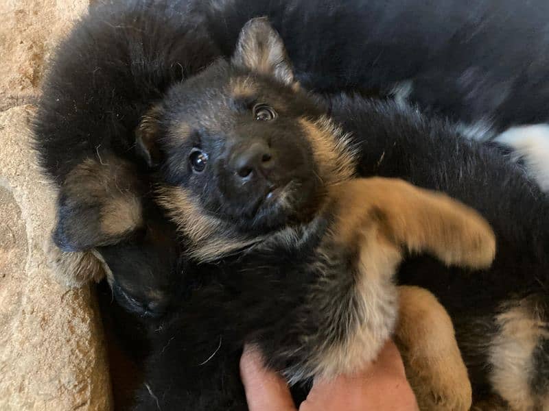 Long coat gsd puppies 0