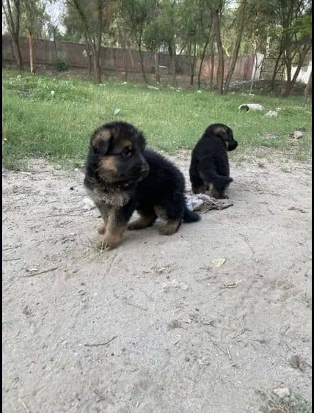 Long coat gsd puppies 1