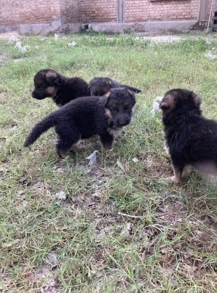 Long coat gsd puppies 9