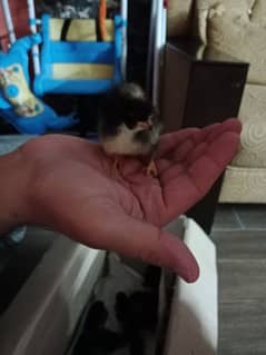 australotp chicks of 3 days for sale