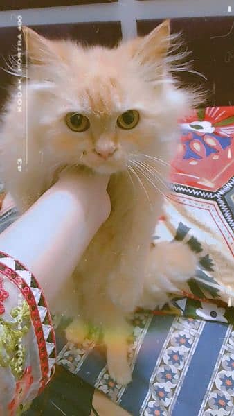 Ginger colour persian cat 3