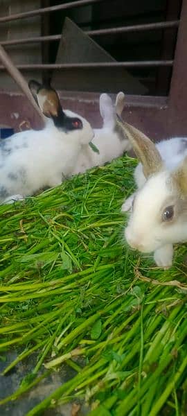 angoora rabbit pair and desi rabbit 4