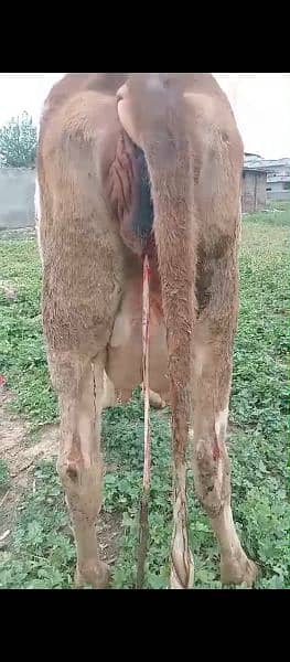 cow pure ferzion mou sa 6dant03459752637 2