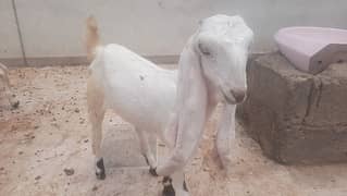 Bakri and bachy for sell