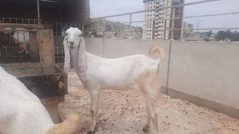 Bakri and bachy for sell 1