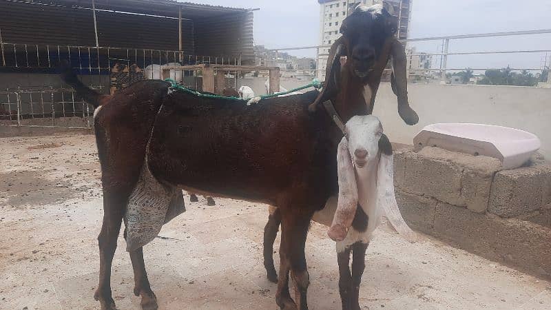 Bakri and bachy for sell 2
