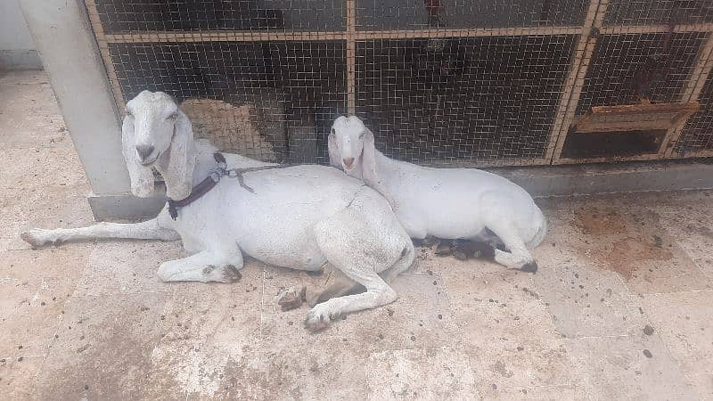 Bakri and bachy for sell 3