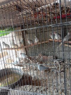 china dove breeders
