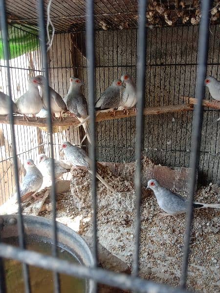china dove breeders 1