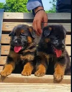 German Shepherd double coat black mass pair 2 month available for sale