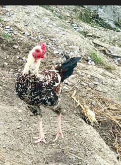 Two cock (Murghay) for sale