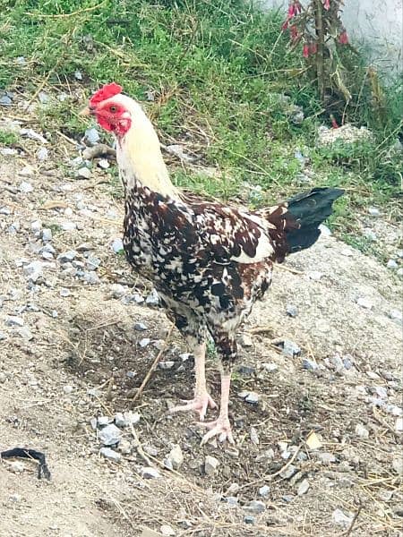 Two cock (Murghay) for sale 2
