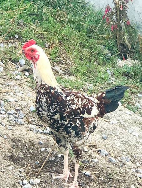 Two cock (Murghay) for sale 3