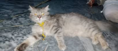 Persian Cate Female 0