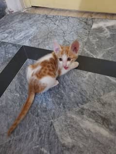 kitten adoption