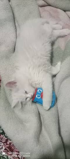 6month blue eyes double cot pershian cute kitten fol sale