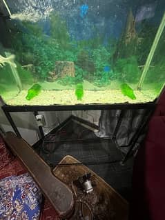 aquarium full setup for sale (urgent)