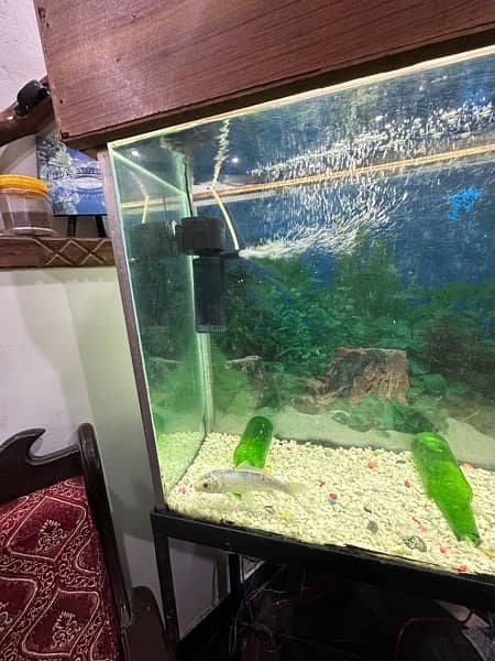 aquarium full setup for sale (urgent) 1