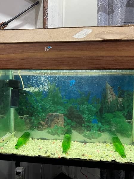 aquarium full setup for sale (urgent) 6