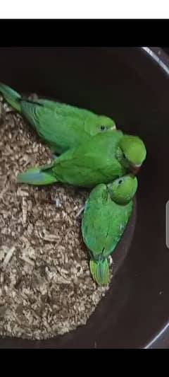 green mitthu chicks available