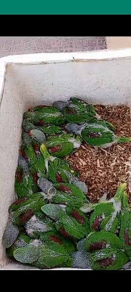 green mitthu chicks available 1
