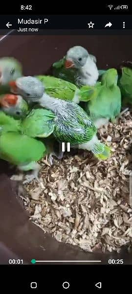 green mitthu chicks available 2