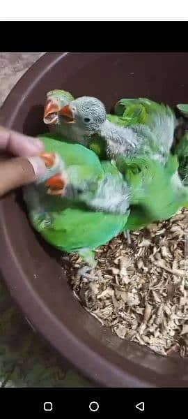 green mitthu chicks available 3