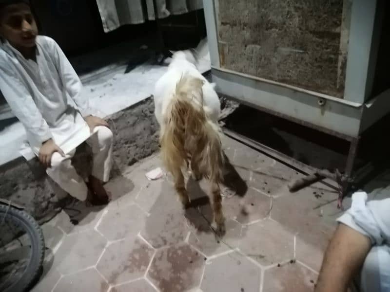 female goat for sale one month pregnant  long ears aala nasal 7