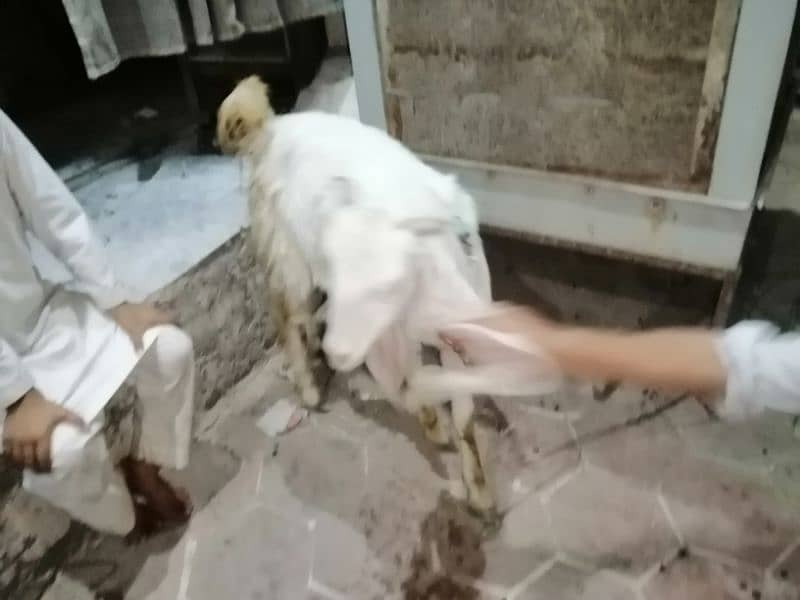 female goat for sale one month pregnant  long ears aala nasal 8