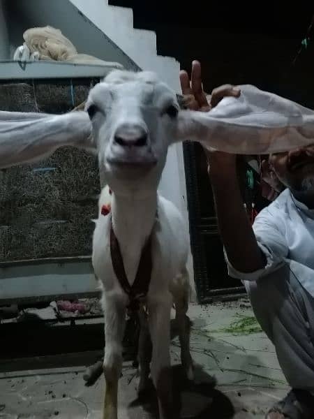 female goat for sale one month pregnant  long ears aala nasal 15