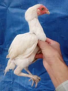 Aseel Hira paper white Available Age 3months hens and Cock_Paper white